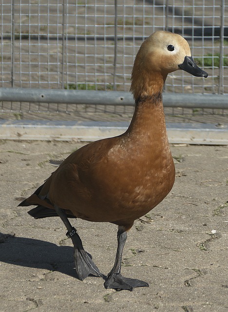 调整将涉及